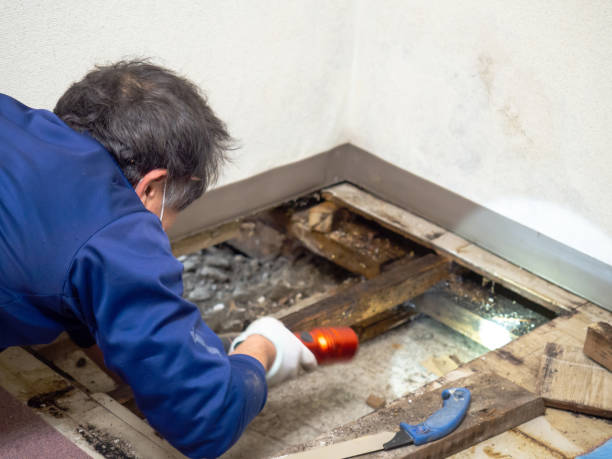 Best Commercial Mold Remediation in Tucson Mountains, AZ