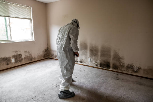Best Attic Mold Remediation in Tucson Mountains, AZ