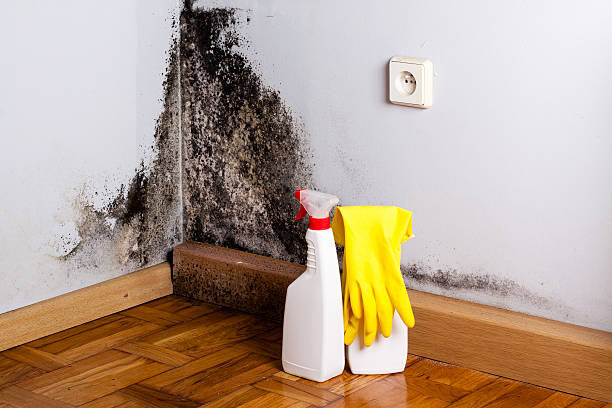 Best HVAC Mold Remediation in Tucson Mountains, AZ